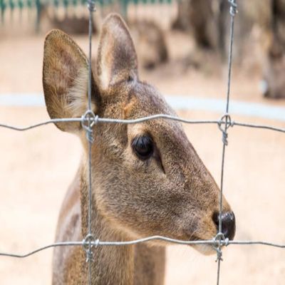 Zware-zinc vaste knoop geweven draad veld hek rol - Weidings hek draad netten, gegalvaniseerd schapen en runderen game draad Farm hek