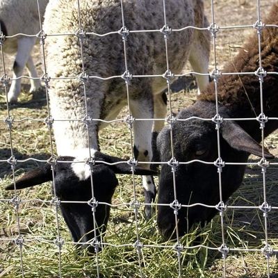 1.8m Hoogte Geitenboerderij Draadgaas hek Warm gedoopt gegalvaniseerd anti corrosie